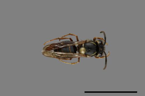 Vespula flaviceps[細黃胡蜂][00073202]