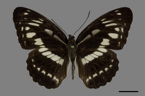 Limenitis sulpitia tricula[臺灣星三線蝶][00101617]