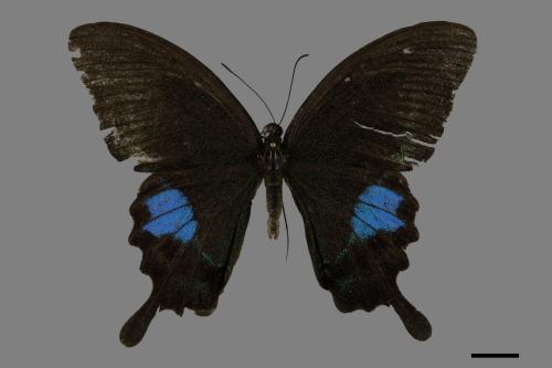 Papilio paris nakaharai[大琉璃紋鳳蝶][00101103]