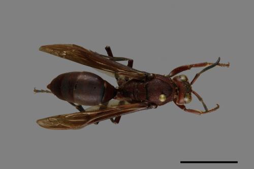 Polistes tenebricosus[赭褐長腳蜂][00119292]