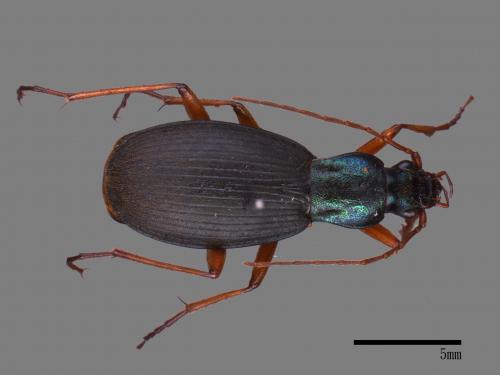 <已分類>Family：Carabidae[步行蟲科][00081943]