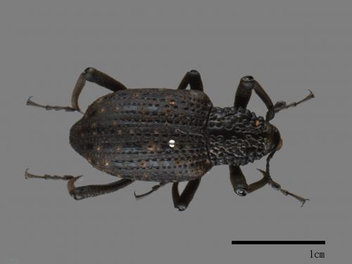 <已分類>Family：Curculionidae[象鼻蟲科][00082569]