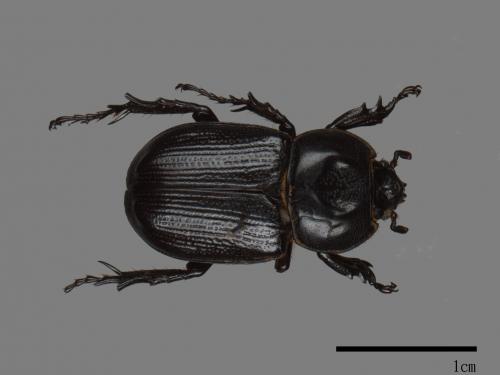 Eophileurus chinensis chinensis[微獨角仙][00080243]