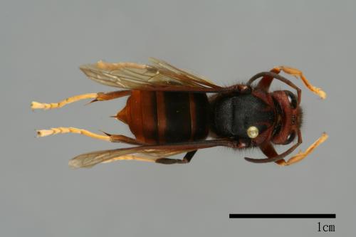 Vespa velutina[黃腳虎頭蜂][00097052]