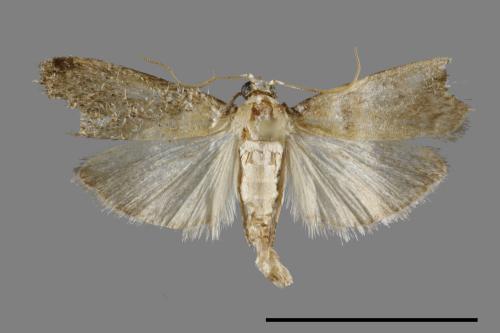 <已分類>Order：Lepidoptera[鱗翅目][00091931]
