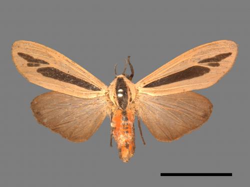 Creatonotos gangis[黑條灰燈蛾][00018785]