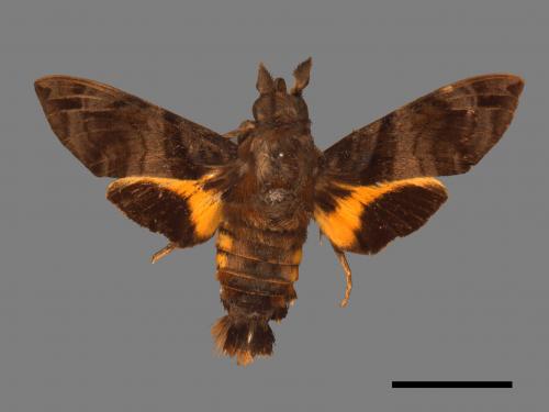 Macroglossum pyrrhosticta[黃斑長喙天蛾][00016510]