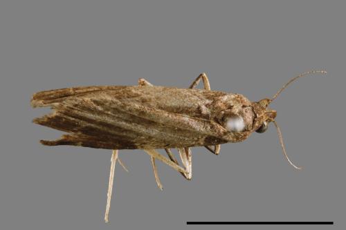 <已分類>Family：Noctuidae[夜蛾科][00010764]