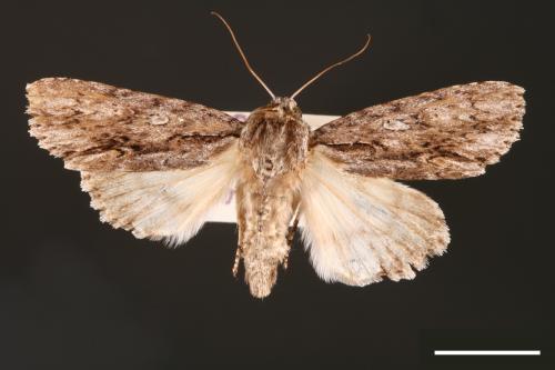 Acronicta denticulata pernivea[00000392]