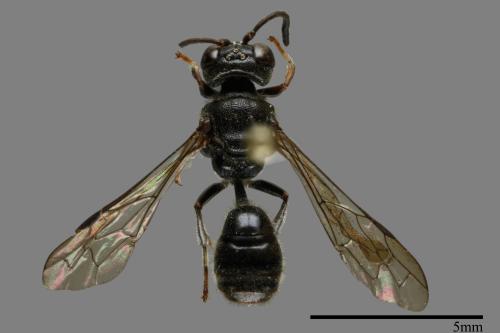 <已分類>Family：Sphecidae[細腰蜂科][00100294]