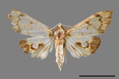 <已分類>Family：Crambidae[草螟科][00065748]