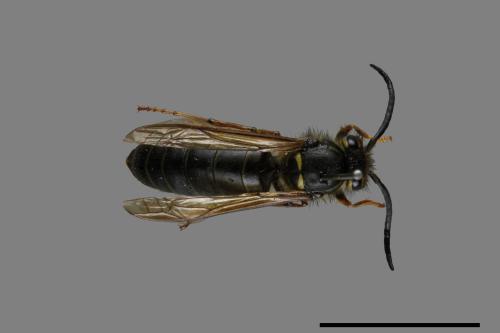 Vespula flaviceps[細黃胡蜂][00073104]