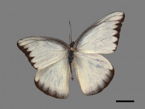 Appias lyncida eleonora[臺灣粉蝶][00090890]