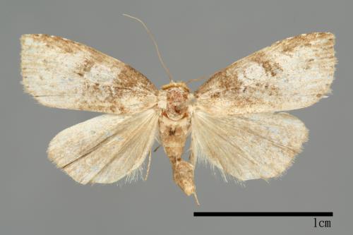 Bryophilina mollicula[00009501]