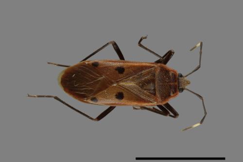 Physopelta quadriguttata[00040975]