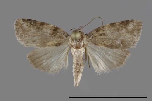 <已分類>Family：Noctuidae[夜蛾科][00093188]
