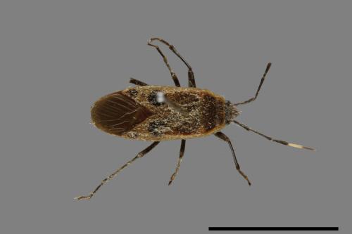 Physopelta parviceps[東亞斑紅椿][00026338]
