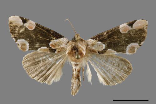 Thyatira batis formosicola[大斑波紋蛾][00119891]