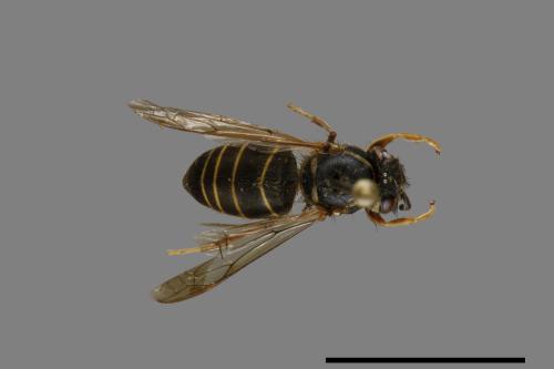 Vespula flaviceps[細黃胡蜂][00073454]