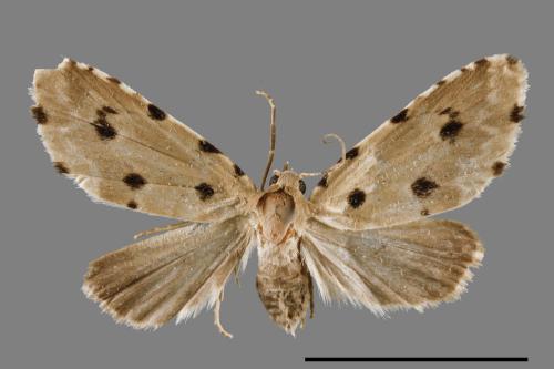 Metaemene atrigutta maculata[麗夜蛾][00009033]