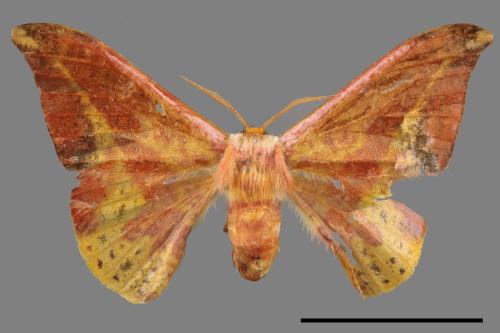 Oreta fuscopurpurea[點帶鉤蛾][00057621]