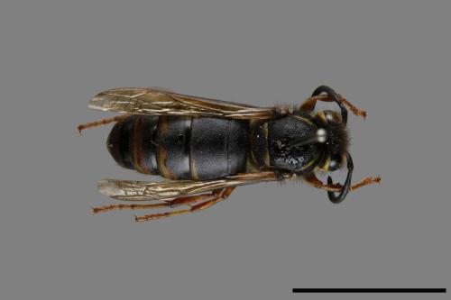 Vespula flaviceps[細黃胡蜂][00073497]