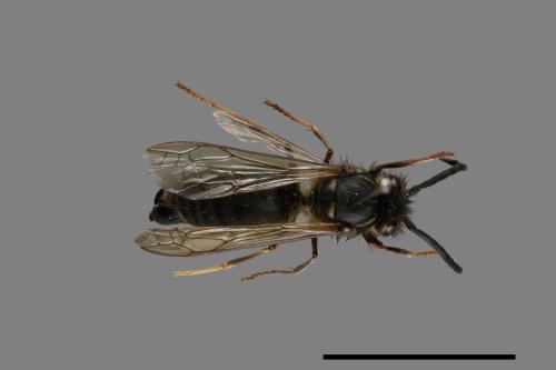 Vespula flaviceps[細黃胡蜂][00073441]