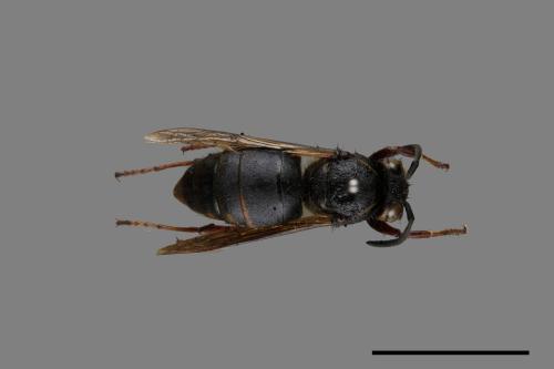 Vespula flaviceps[細黃胡蜂][00073177]