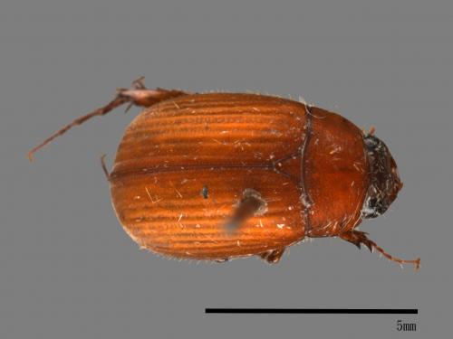 <已分類>Family：Scarabaeidae[金龜子科][00054211]