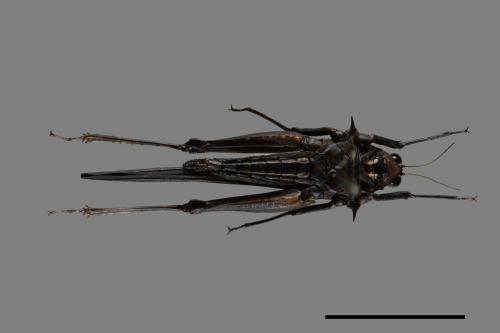 Eucriotettix oculatus transpinosus[橫刺突眼優角菱蝗][00090502]