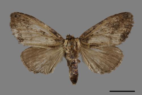 Ilema kosemponica[甲仙毒蛾][00038791]
