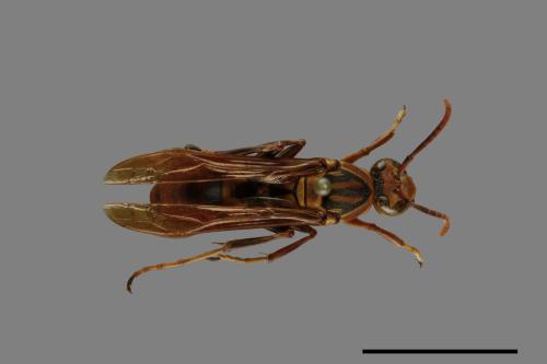 Polistes formosanus[00073591]