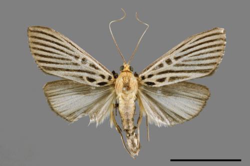 Tyspanodes hypsalis[00064442]