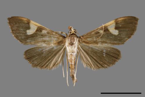 <已分類>Genus：Pleuroptya[00065735]