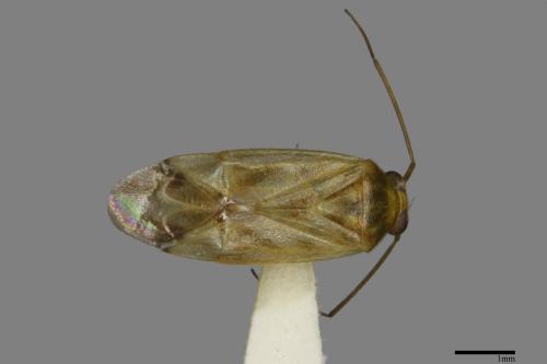<已分類>Family：Miridae[盲椿象科][00079901]