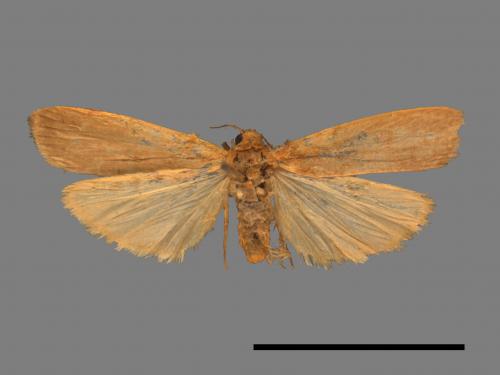 Tigrioides immaculatus[黃苔蛾][00047994]