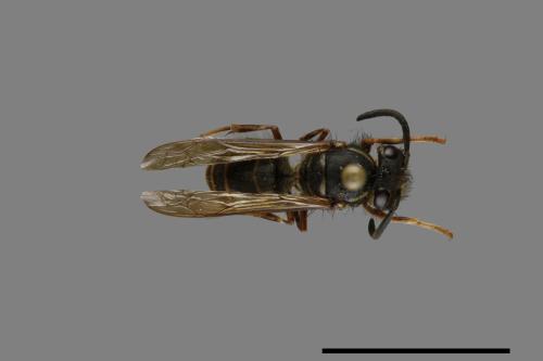 Vespula flaviceps[細黃胡蜂][00073005]