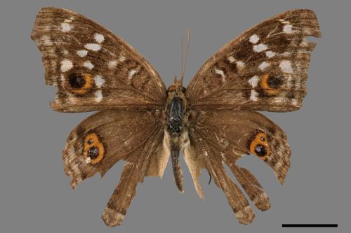 Junonia lemonias aenaria[眼紋擬蛺蝶][00014659]