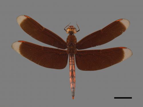 Neurothemis ramburii ramburii[善變蜻蜓][00103737]