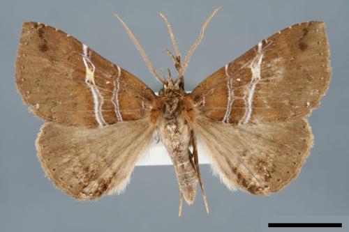 Sypnoides simplex[單析夜蛾][00006264]