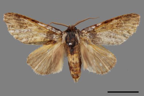 Pseudofentonia nigrofasciata[00042036]