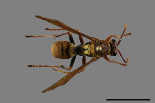 Polistes formosanus[00117570]