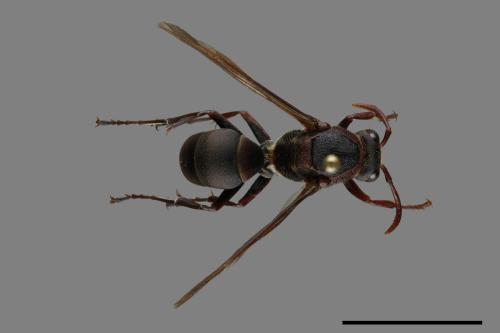 Polistes huisunensis[00117521]