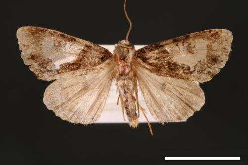 Chytonix variegata[00002584]
