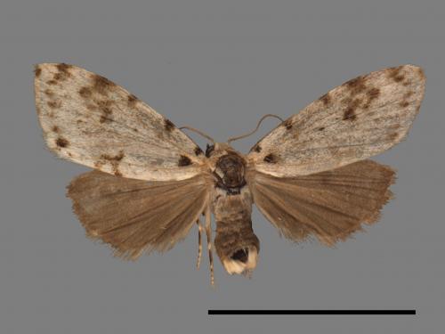 Siccia taiwana[紛點苔蛾][00045399]