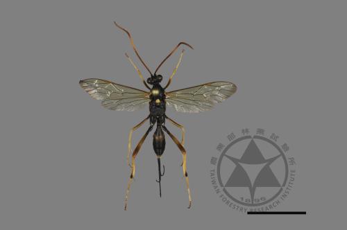 <已分類>Family：Ichneumonidae[姬蜂科][00135166]