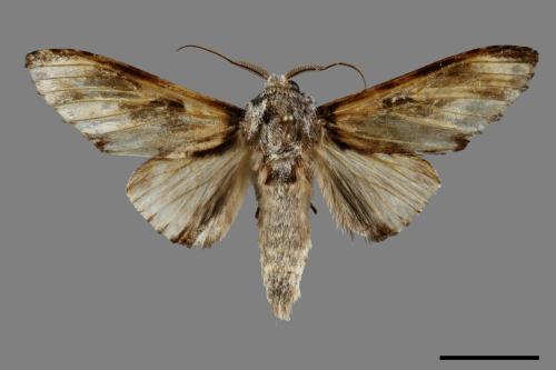 Neopheosia fasciata fasciata[00100471]