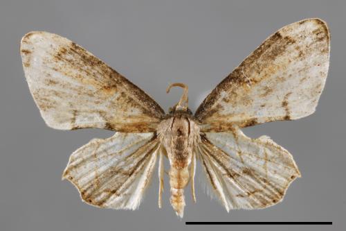Warreniplema fumicosta[黃緣雙尾蛾][00042842]