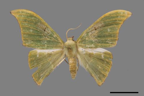 Tanaorhinus viridiluteatus[雙點鐮翅青尺蛾][00054478]