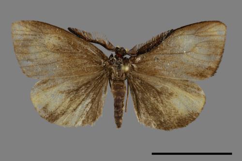Arbudas submacula[黃紋紅頸斑蛾][00091997]